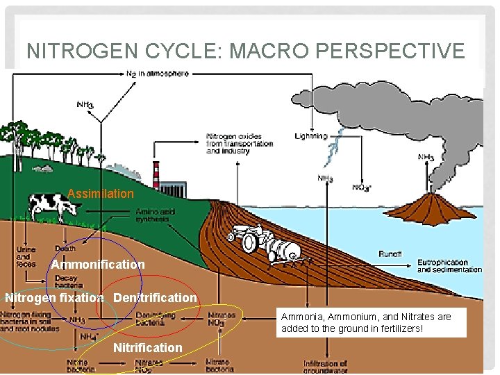 NITROGEN CYCLE: MACRO PERSPECTIVE Assimilation Ammonification Nitrogen fixation Denitrification Ammonia, Ammonium, and Nitrates are