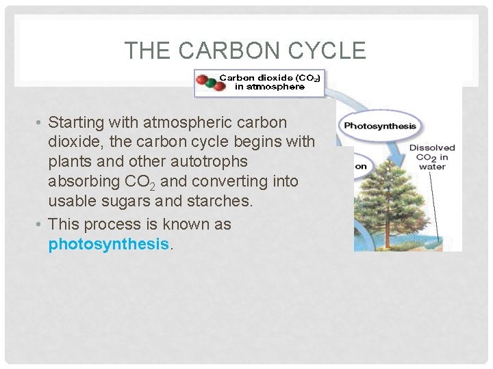 THE CARBON CYCLE • Starting with atmospheric carbon dioxide, the carbon cycle begins with