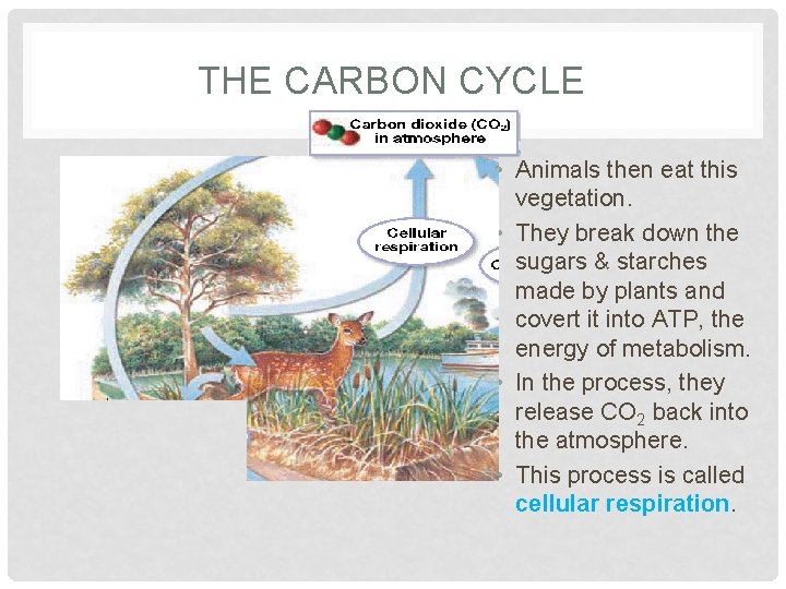 THE CARBON CYCLE • Animals then eat this vegetation. • They break down the