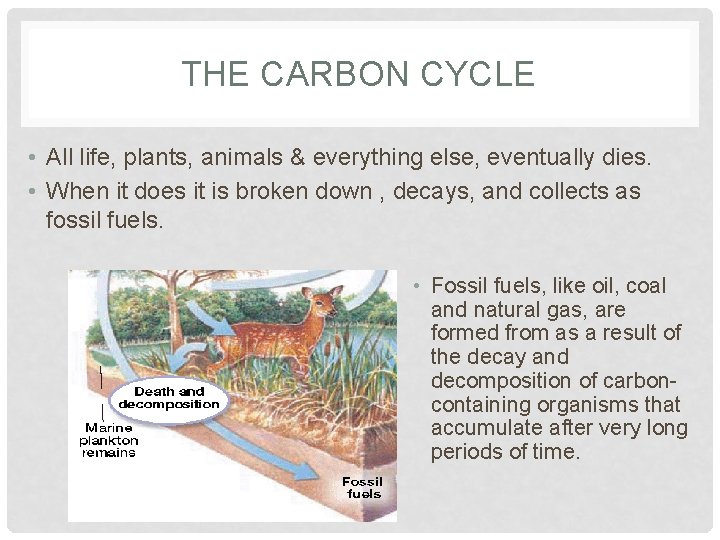 THE CARBON CYCLE • All life, plants, animals & everything else, eventually dies. •