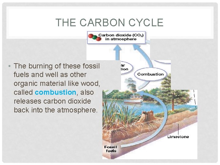 THE CARBON CYCLE • The burning of these fossil fuels and well as other