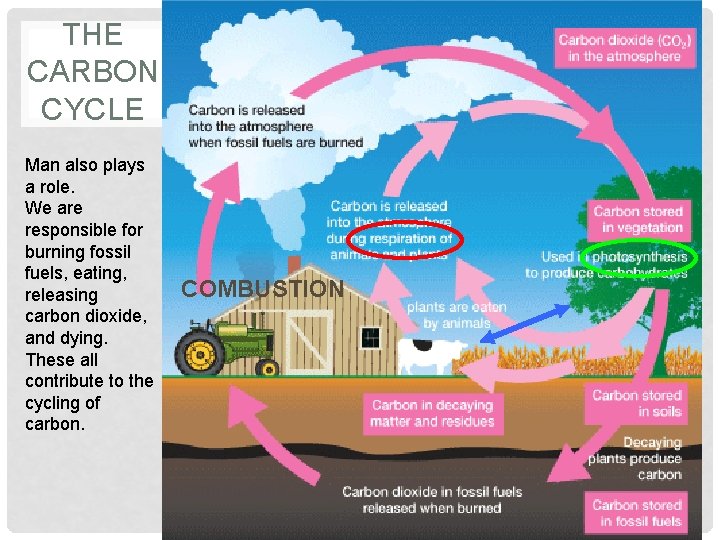 THE CARBON CYCLE Man also plays a role. We are responsible for burning fossil