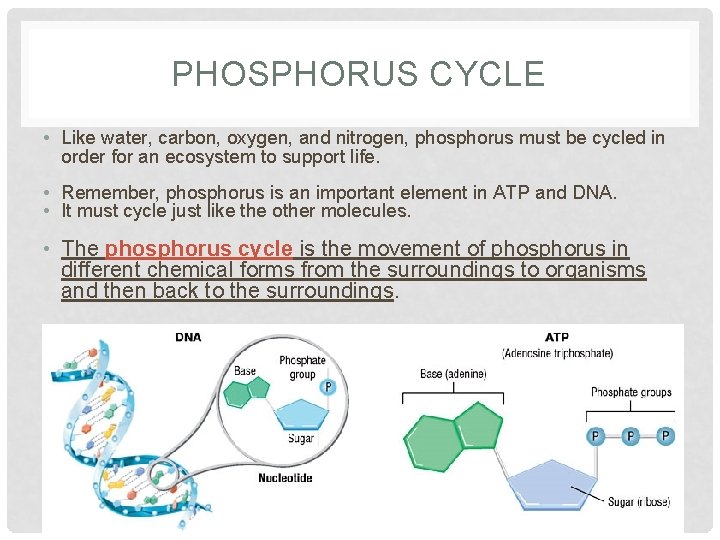 PHOSPHORUS CYCLE • Like water, carbon, oxygen, and nitrogen, phosphorus must be cycled in