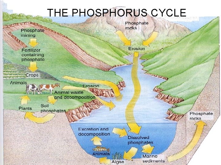 THE PHOSPHORUS CYCLE 