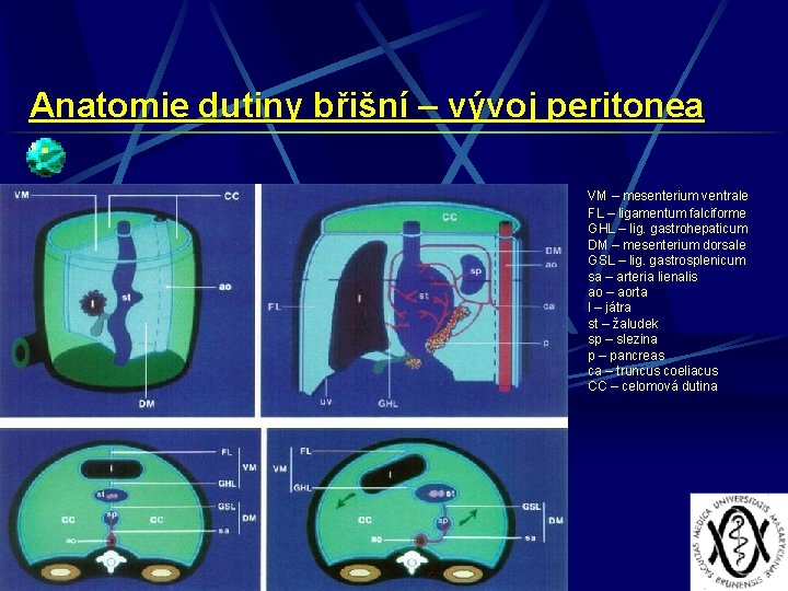 Anatomie dutiny břišní – vývoj peritonea VM – mesenterium ventrale FL – ligamentum falciforme