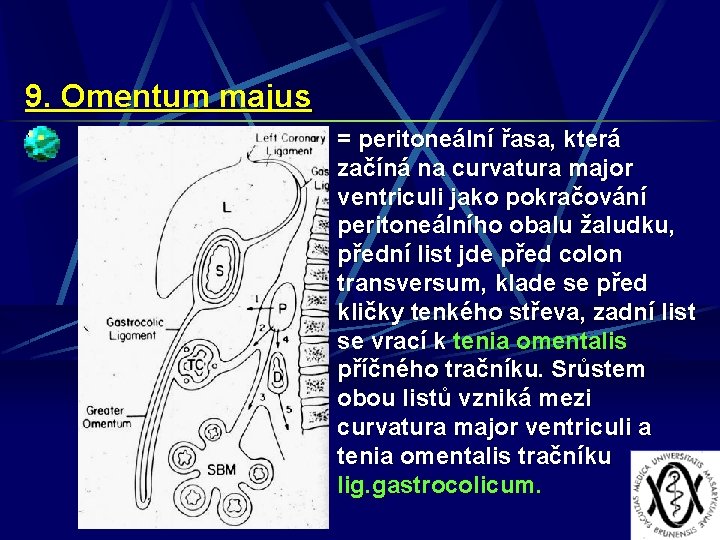 9. Omentum majus = peritoneální řasa, která začíná na curvatura major ventriculi jako pokračování