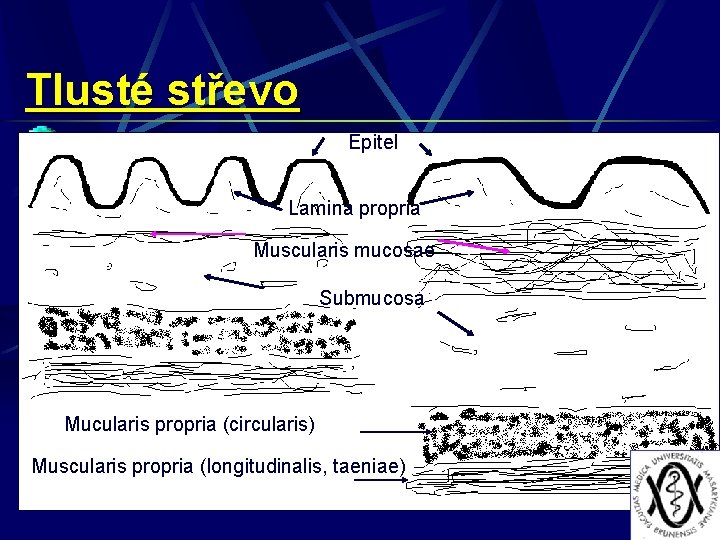 Tlusté střevo Epitel Lamina propria Muscularis mucosae Submucosa Mucularis propria (circularis) Muscularis propria (longitudinalis,