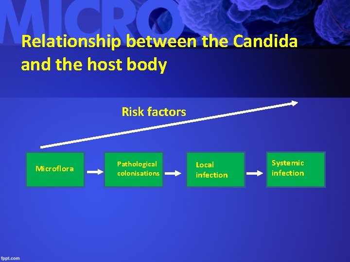 Relationship between the Candida and the host body Risk factors Microflora Pathological colonisations Local