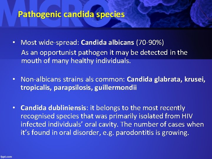 Pathogenic candida species • Most wide-spread: Candida albicans (70 -90%) As an opportunist pathogen