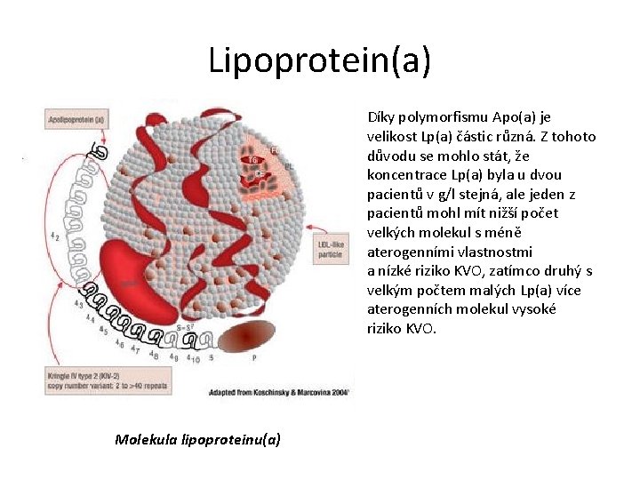 Lipoprotein(a) Díky polymorfismu Apo(a) je velikost Lp(a) částic různá. Z tohoto důvodu se mohlo