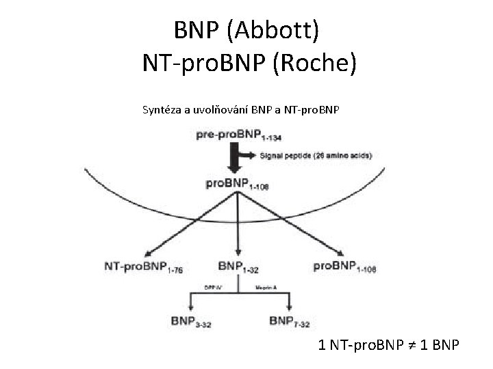 BNP (Abbott) NT-pro. BNP (Roche) Syntéza a uvolňování BNP a NT-pro. BNP 1 NT-pro.