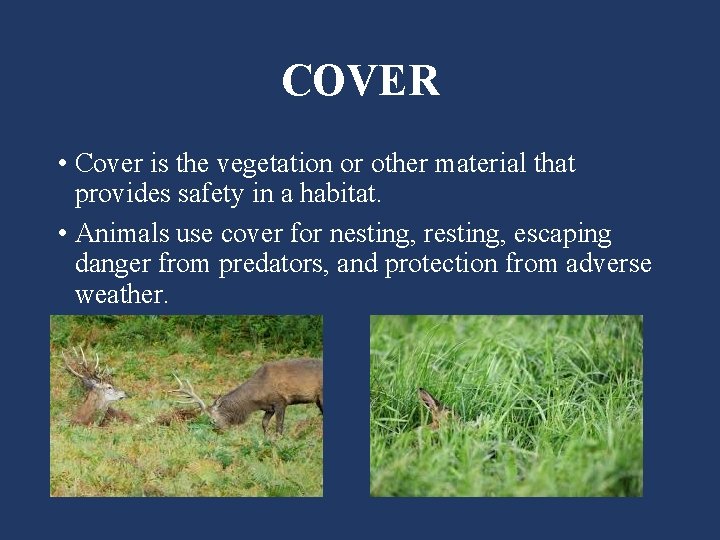 COVER • Cover is the vegetation or other material that provides safety in a