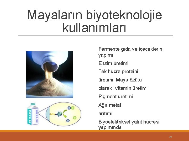 Mayaların biyoteknolojie kullanımları Fermente gıda ve içeceklerin yapımı Enzim üretimi Tek hücre proteini üretimi