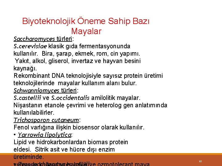 Biyoteknolojik Öneme Sahip Bazı Mayalar Saccharomyces türleri: S. cerevisiae klasik gıda fermentasyonunda kullanılır. Bira,