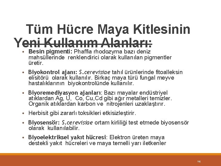 Tüm Hücre Maya Kitlesinin Yeni Kullanım Alanları: • Besin pigmenti: Phaffia rhodozyma bazı deniz