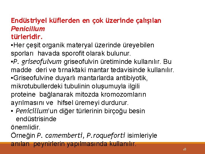 Endüstriyel küflerden en çok üzerinde çalışılan Penicillum türleridir. • Her çeşit organik materyal üzerinde