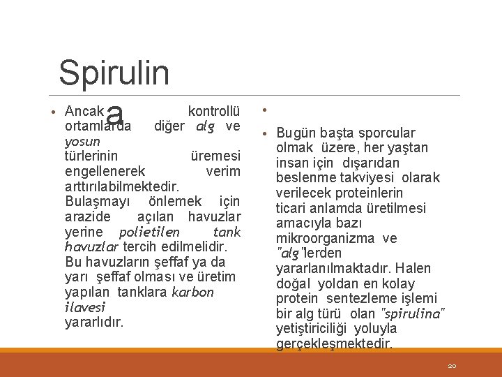 Spirulin • Ancak kontrollü a ortamlarda diğer alg ve yosun türlerinin üremesi engellenerek verim