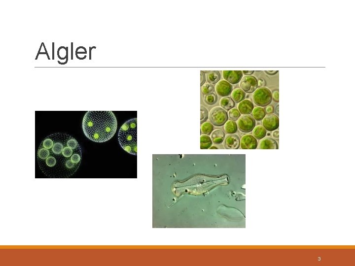 Algler 3 