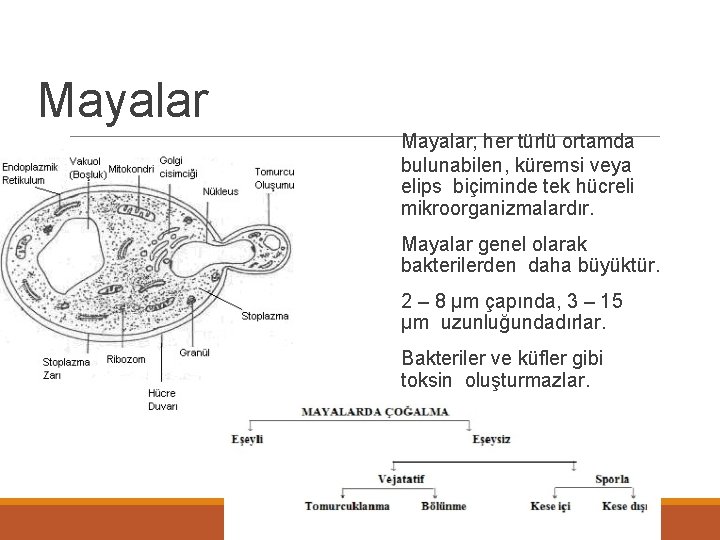 Mayalar; her türlü ortamda bulunabilen, küremsi veya elips biçiminde tek hücreli mikroorganizmalardır. Mayalar genel