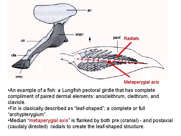 Radials Metaperygial axis • An example of a fish: a Lungfish pectoral girdle that