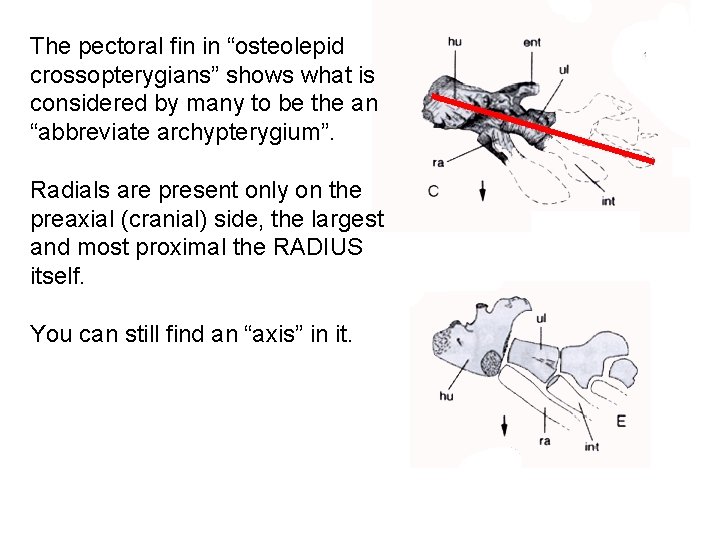 The pectoral fin in “osteolepid crossopterygians” shows what is considered by many to be