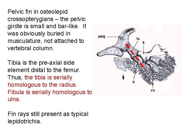 Pelvic fin in osteolepid crossopterygians – the pelvic girdle is small and bar-like. It
