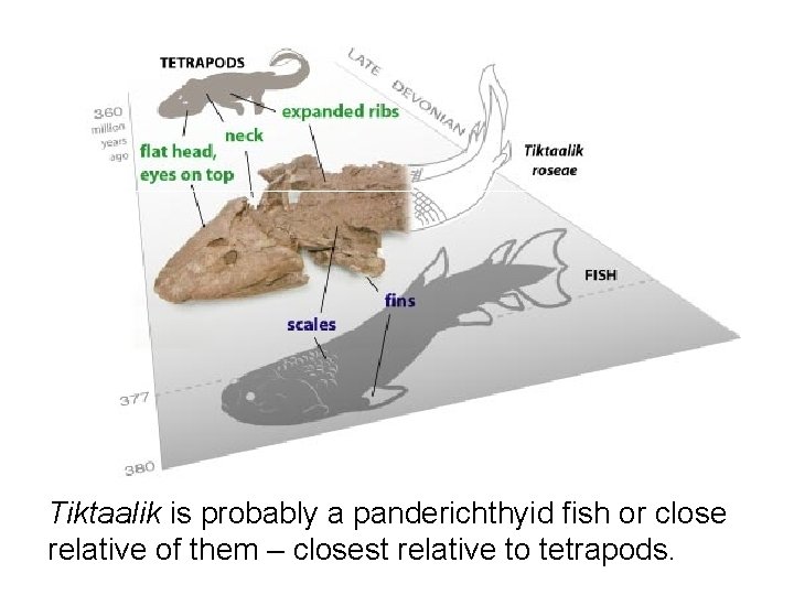 Tiktaalik is probably a panderichthyid fish or close relative of them – closest relative