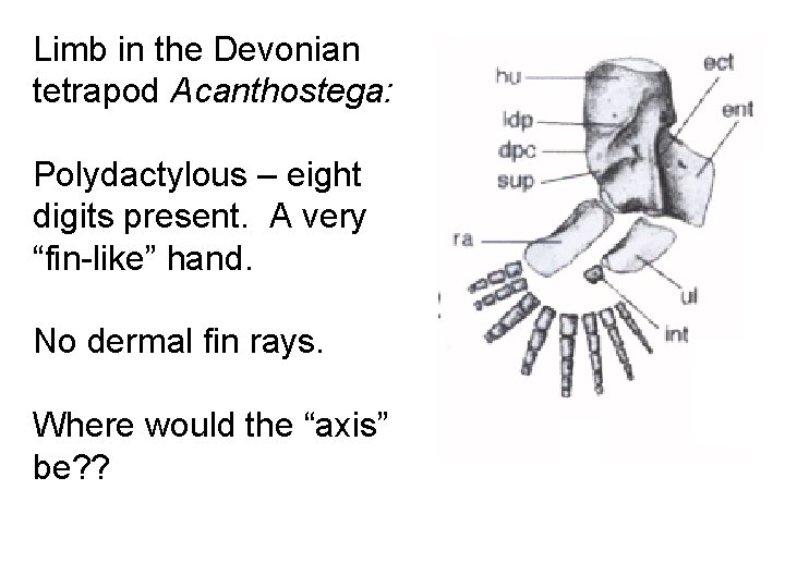 Limb in the Devonian tetrapod Acanthostega: Polydactylous – eight digits present. A very “fin-like”