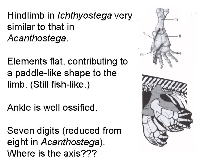 Hindlimb in Ichthyostega very similar to that in Acanthostega. Elements flat, contributing to a