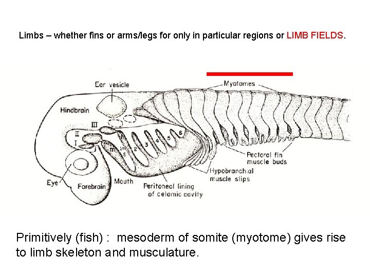 Limbs – whether fins or arms/legs for only in particular regions or LIMB FIELDS.