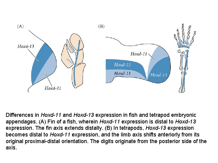 Differences in Hoxd-11 and Hoxd-13 expression in fish and tetrapod embryonic appendages. (A) Fin