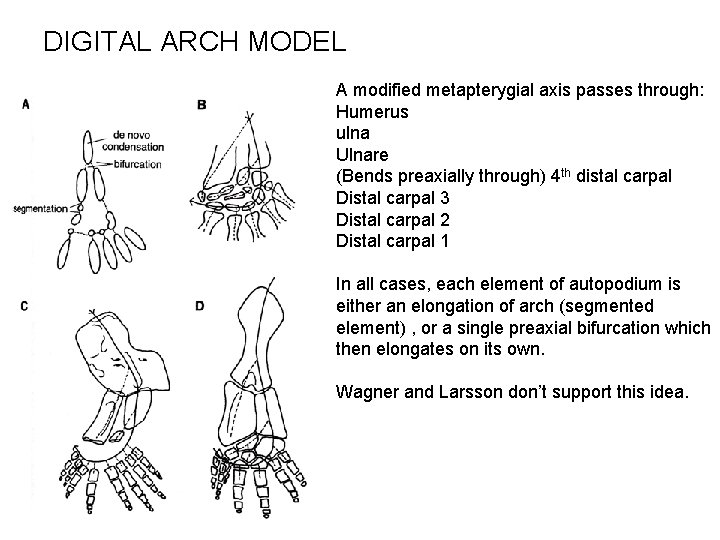 DIGITAL ARCH MODEL A modified metapterygial axis passes through: Humerus ulna Ulnare (Bends preaxially