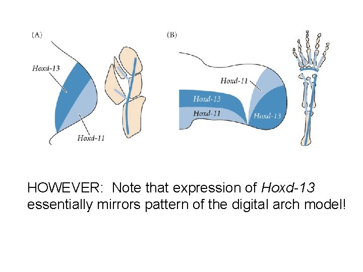 HOWEVER: Note that expression of Hoxd-13 essentially mirrors pattern of the digital arch model!