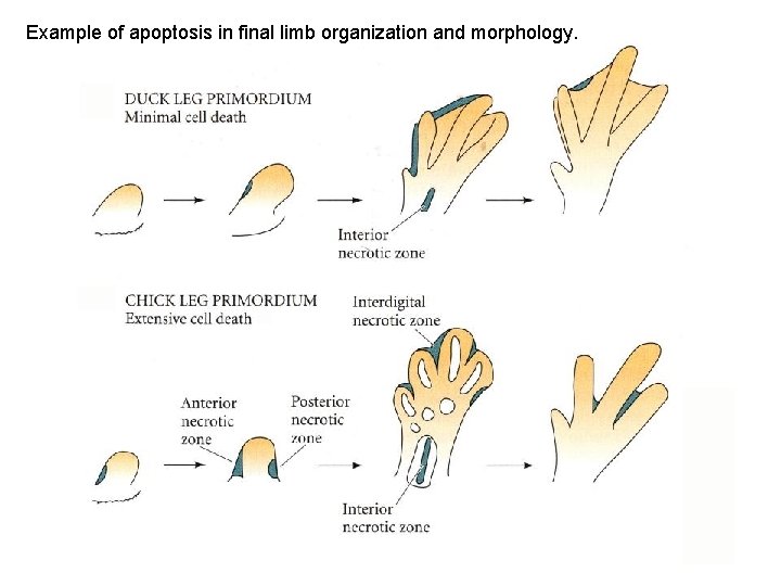 Example of apoptosis in final limb organization and morphology. 