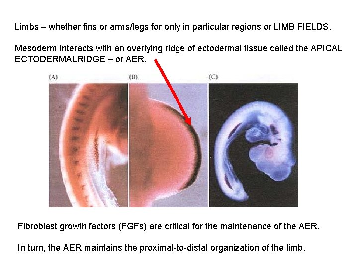 Limbs – whether fins or arms/legs for only in particular regions or LIMB FIELDS.