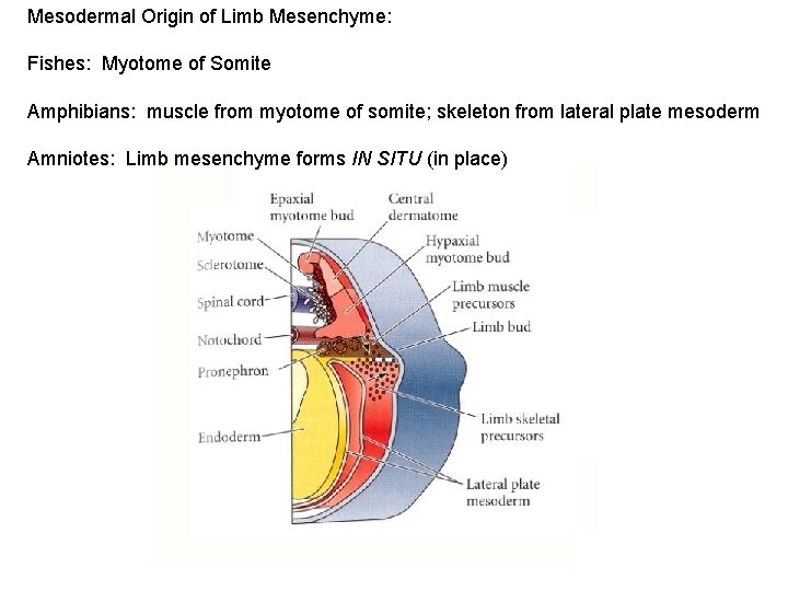 Mesodermal Origin of Limb Mesenchyme: Fishes: Myotome of Somite Amphibians: muscle from myotome of