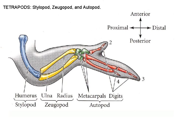 TETRAPODS: Stylopod, Zeugopod, and Autopod. 