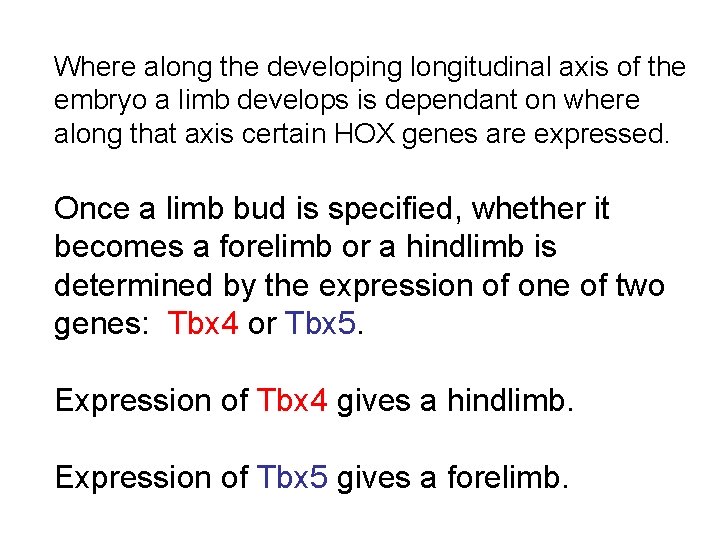 Where along the developing longitudinal axis of the embryo a limb develops is dependant