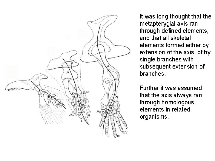 It was long thought that the metapterygial axis ran through defined elements, and that