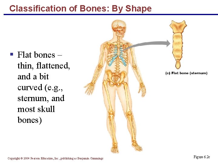 Classification of Bones: By Shape § Flat bones – thin, flattened, and a bit