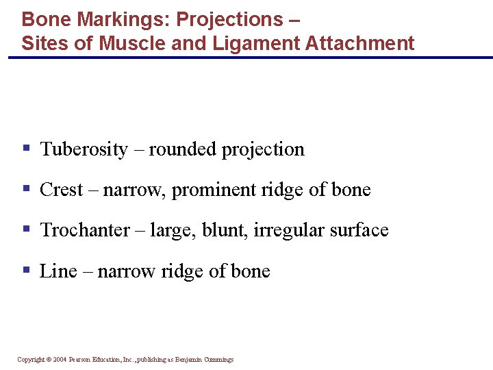 Bone Markings: Projections – Sites of Muscle and Ligament Attachment § Tuberosity – rounded