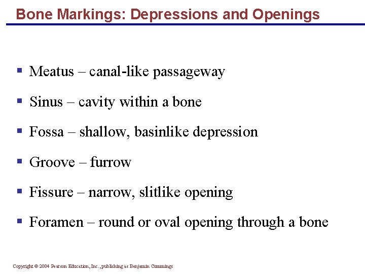 Bone Markings: Depressions and Openings § Meatus – canal-like passageway § Sinus – cavity