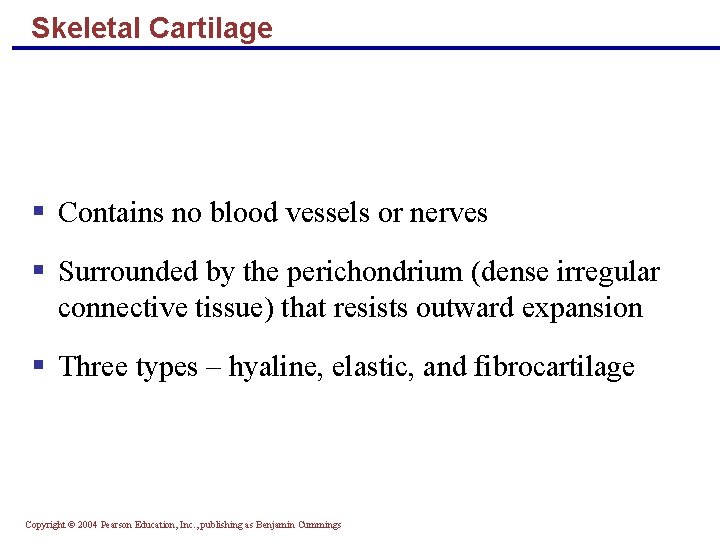 Skeletal Cartilage § Contains no blood vessels or nerves § Surrounded by the perichondrium