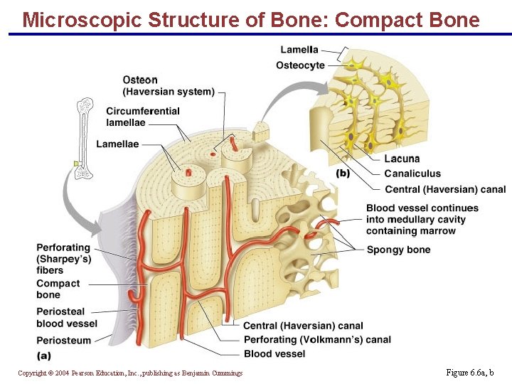 Microscopic Structure of Bone: Compact Bone Copyright © 2004 Pearson Education, Inc. , publishing