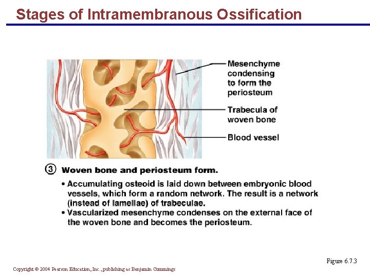 Stages of Intramembranous Ossification Figure 6. 7. 3 Copyright © 2004 Pearson Education, Inc.