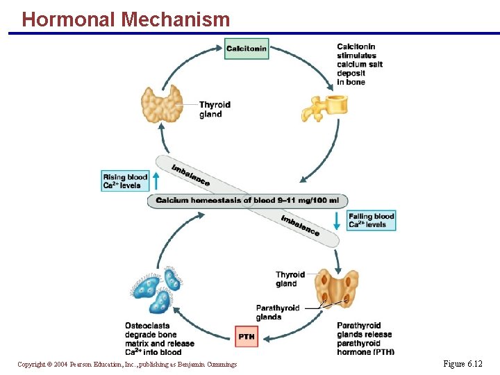 Hormonal Mechanism Copyright © 2004 Pearson Education, Inc. , publishing as Benjamin Cummings Figure