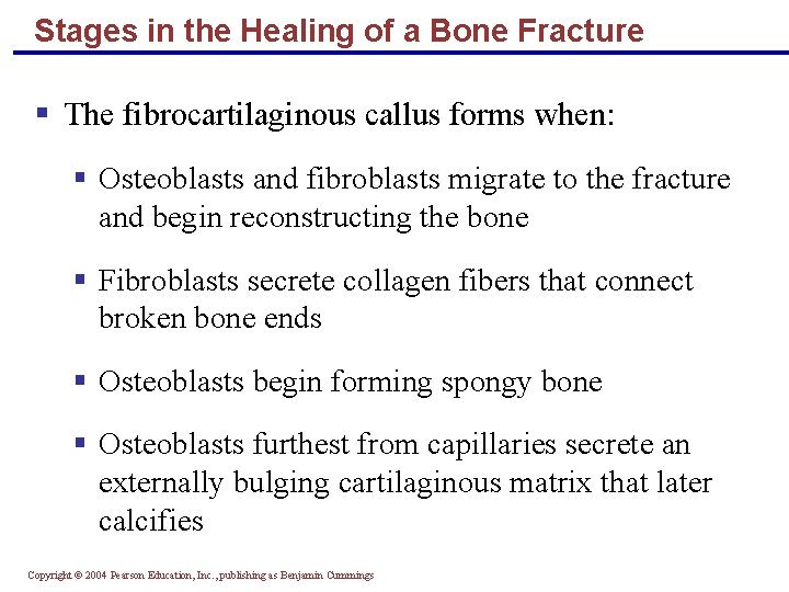 Stages in the Healing of a Bone Fracture § The fibrocartilaginous callus forms when:
