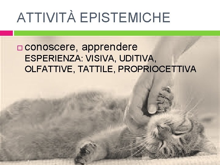 ATTIVITÀ EPISTEMICHE conoscere, apprendere ESPERIENZA: VISIVA, UDITIVA, OLFATTIVE, TATTILE, PROPRIOCETTIVA 