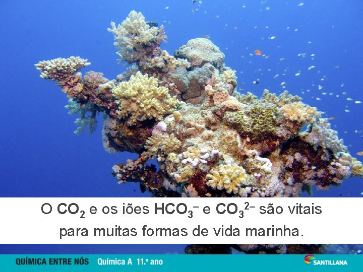 O CO 2 e os iões HCO 3– e CO 32– são vitais para