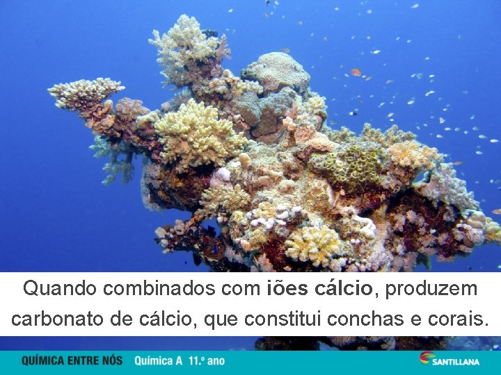 Quando combinados com iões cálcio, produzem carbonato de cálcio, que constitui conchas e corais.